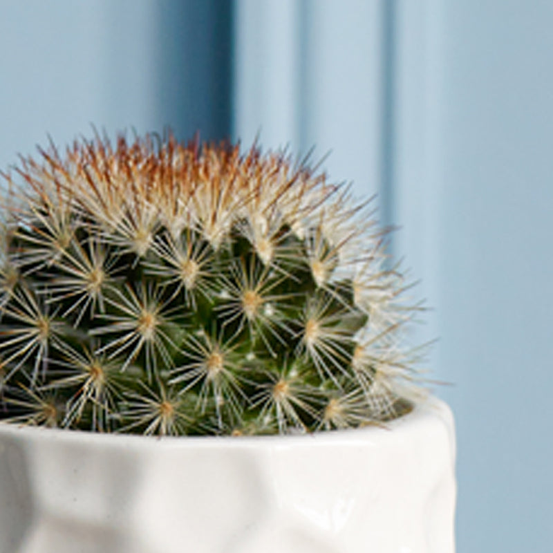 Cacti & Pot Duo