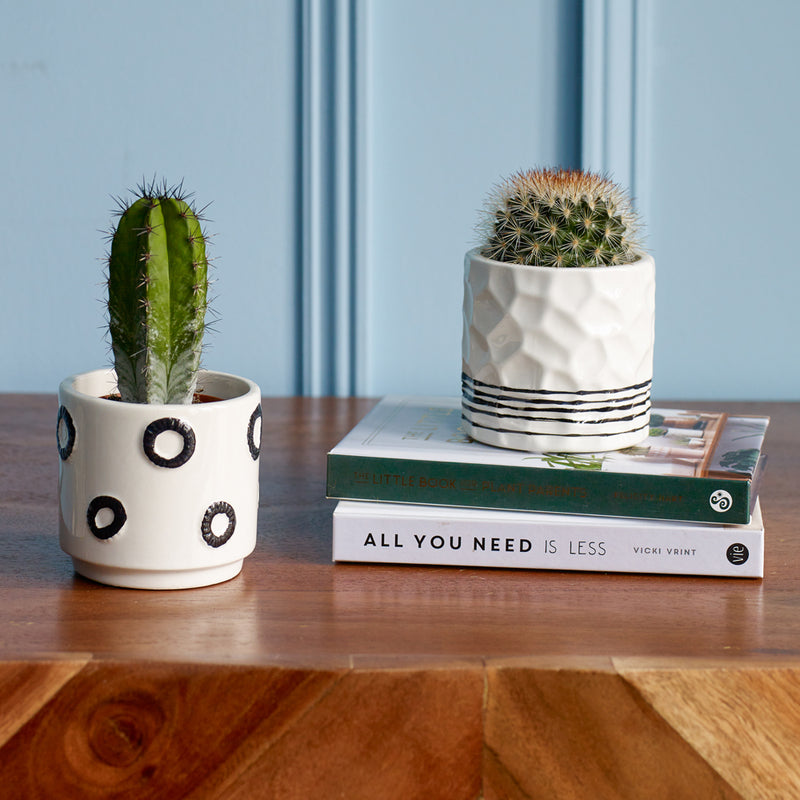 Cacti & Pot Duo