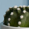 Cacti & Pot Duo