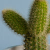 Cacti & Pot Duo