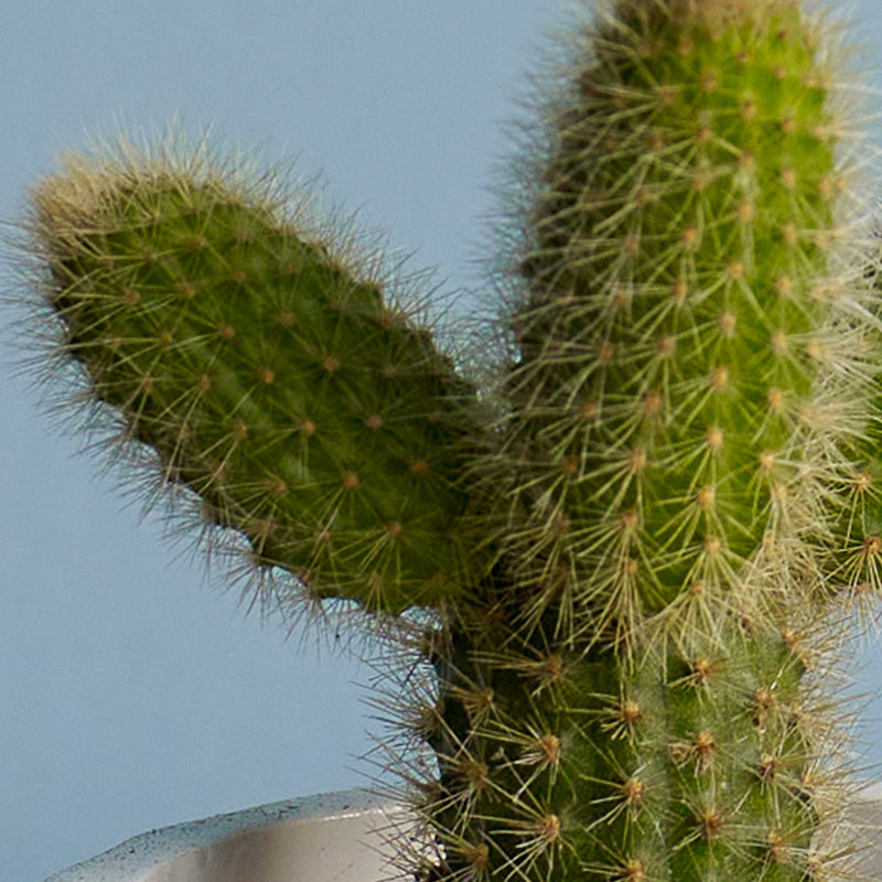 Cacti & Pot Duo