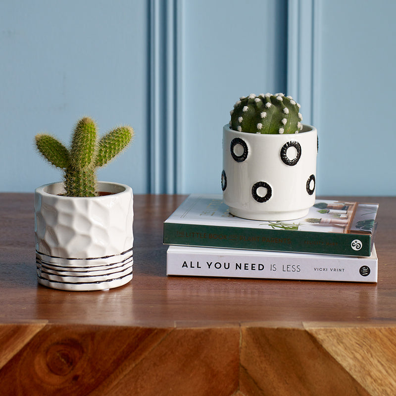 Cacti & Pot Duo