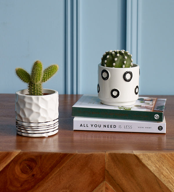 Cacti & Pot Duo