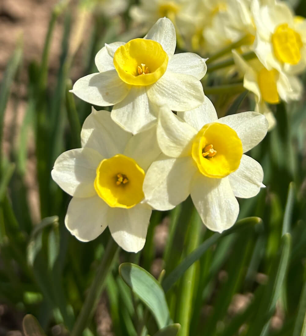 Narcissus Minnow Bulbs