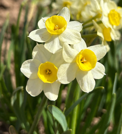 Narcissus Minnow Bulbs