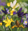 Dutch Iris Bulbs