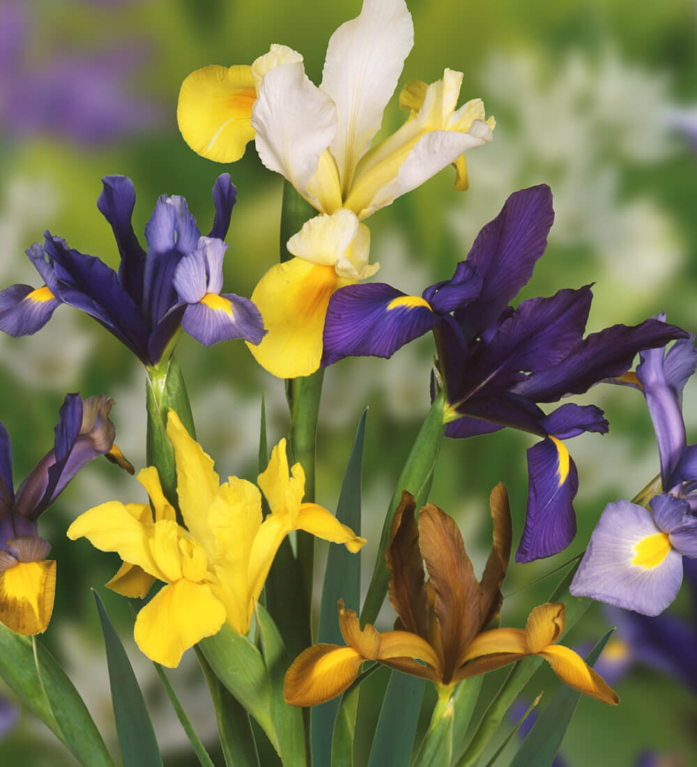 Dutch Iris Bulbs