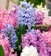 Garden Hyacinth Bulbs