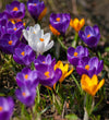 Crocus Bulbs