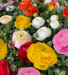 Ranunculus Bulbs