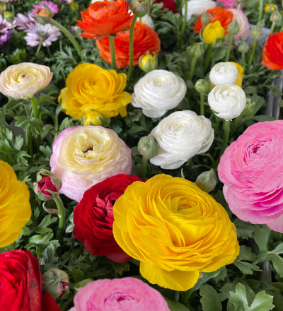 Ranunculus Bulbs