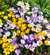 Mixed Species Crocus Bulbs