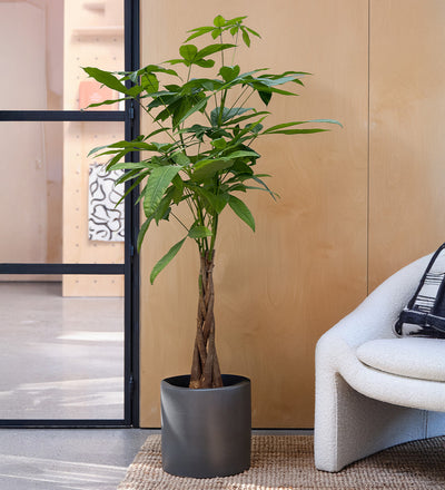 money plant uk Large Money Tree