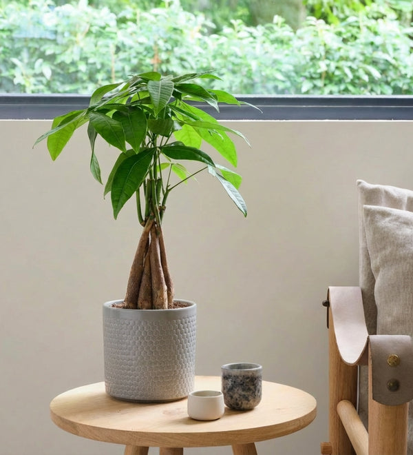 Money Tree in Ceramic Pot