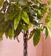 Close-up of Large Money Tree braided trunk and glossy green leaves