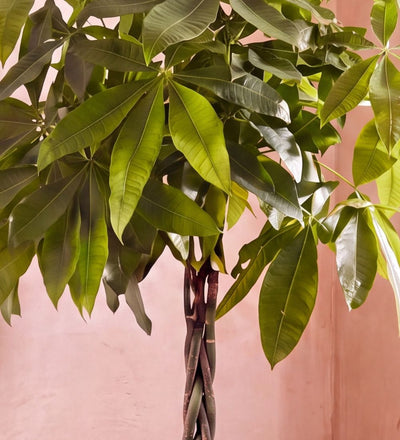Close-up of Large Money Tree braided trunk and glossy green leaves