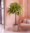 Large Money Tree with braided stem, 150-160cm tall, in a concrete pot beside a cane chair