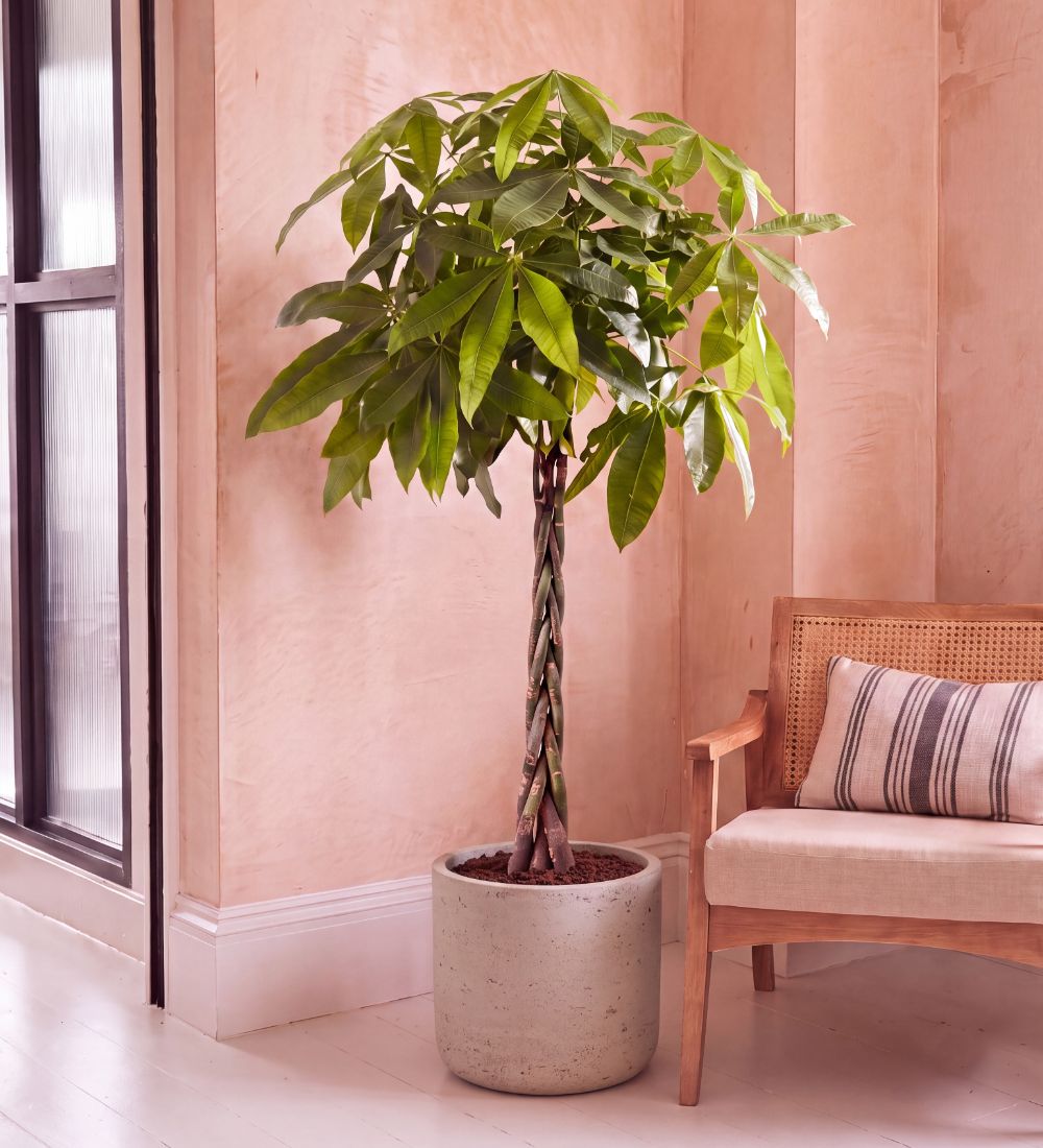 Large Money Tree with braided stem, 150-160cm tall, in a concrete pot beside a cane chair