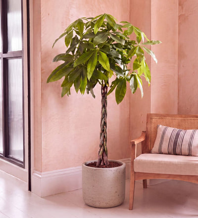Large Money Tree with braided stem, 150-160cm tall, in a concrete pot beside a cane chair