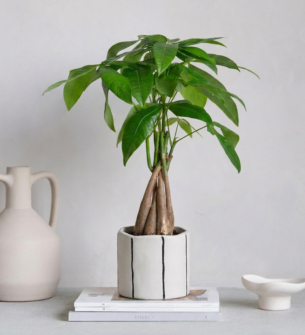 Money Tree & Pot