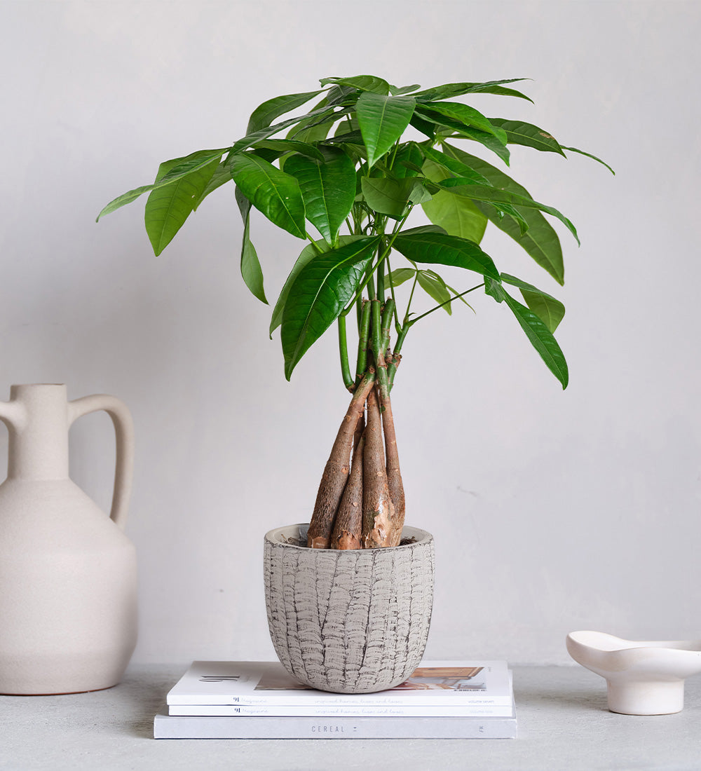 Money Tree & Pot