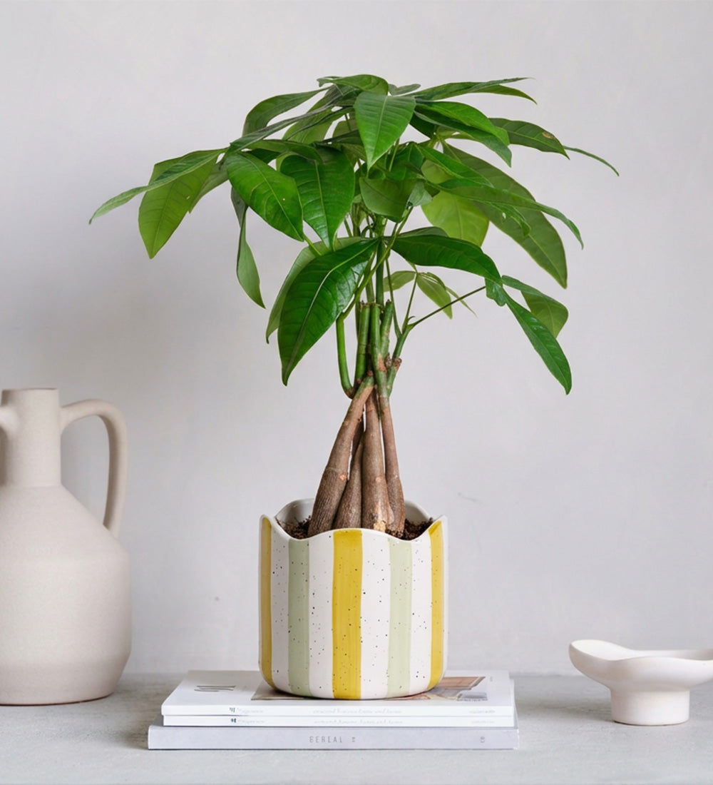 Money Tree & Pot