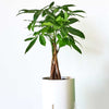 Money Tree