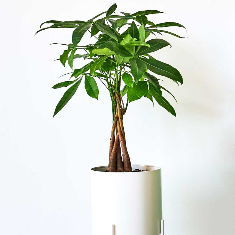 Money Tree