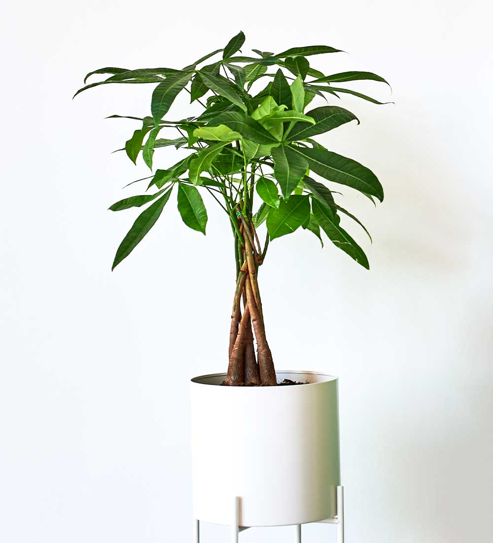 Money Tree