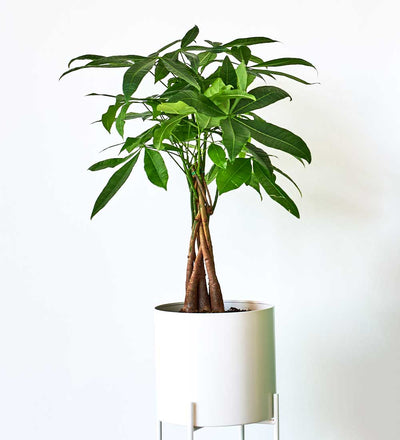 Money Tree