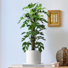 Monstera Minima on a Moss Pole