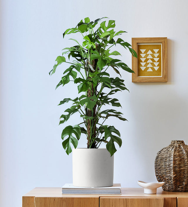Monstera Minima on a Moss Pole
