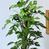 Monstera Minima on a Moss Pole