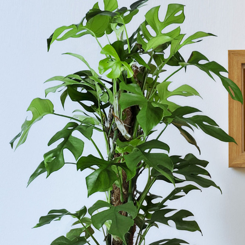 Monstera Minima on a Moss Pole
