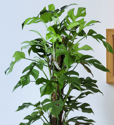 Monstera Minima on a Moss Pole