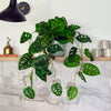 Artificial Monstera Monkey Hanging