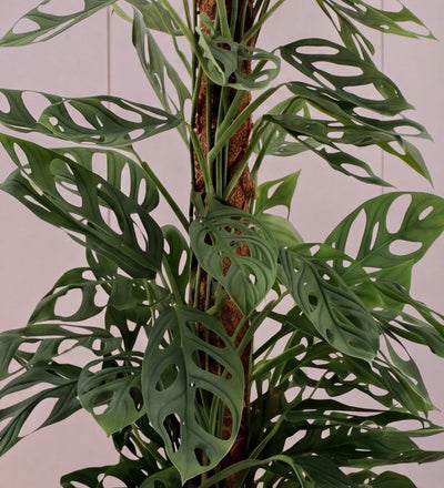 Close-up of Monstera Holy Moly fenestrated leaves on a moss pole