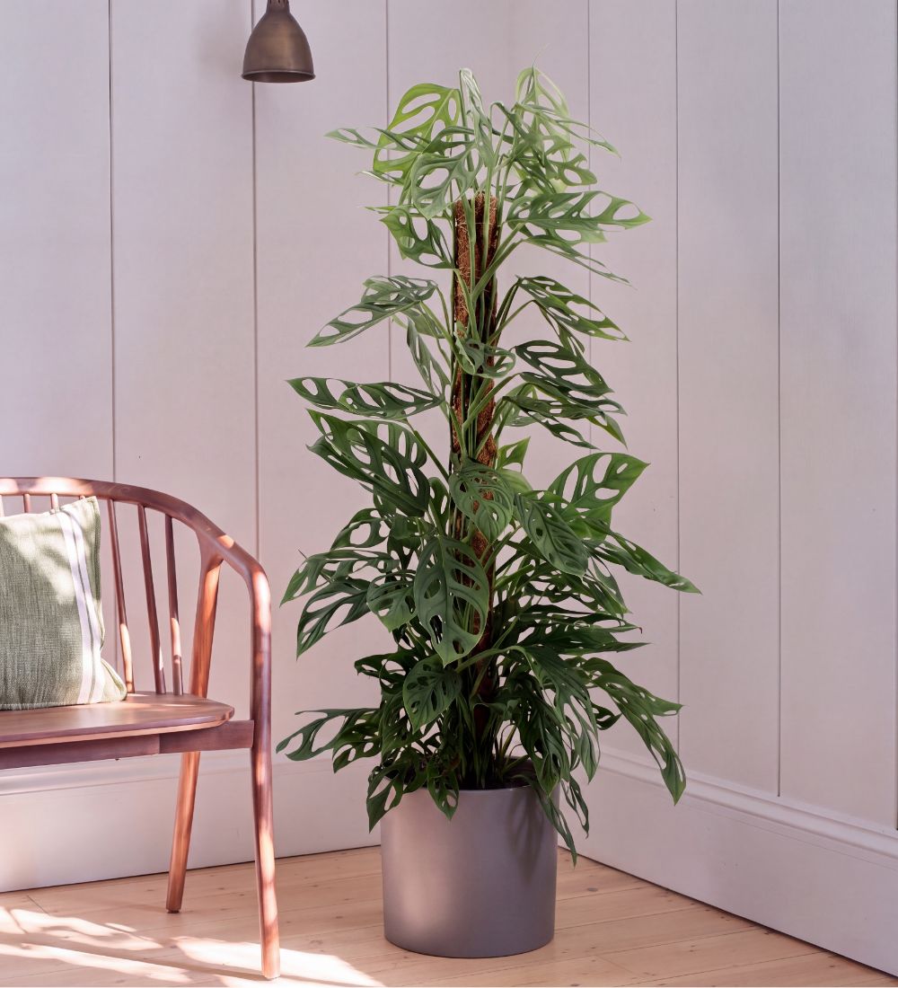 Monstera Holy Moly trained up a moss pole, 120-130cm tall, in a grey pot beside a wooden chair