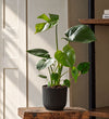 Swiss Cheese Plant & Self-watering Pot