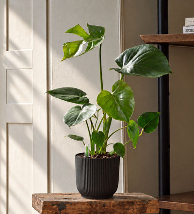 Swiss Cheese Plant & Self-watering Pot