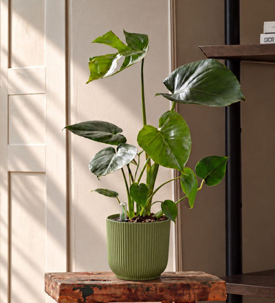 Swiss Cheese Plant & Self-watering Pot
