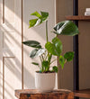 Swiss Cheese Plant & Self-watering Pot