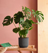 Swiss Cheese Plant & Self-watering Pot