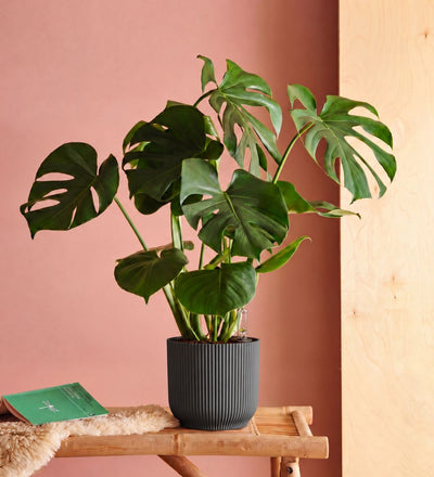 Swiss Cheese Plant & Self-watering Pot