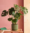 Swiss Cheese Plant & Self-watering Pot