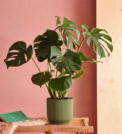 Swiss Cheese Plant & Self-watering Pot