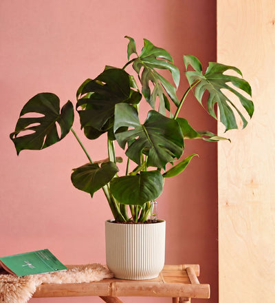 Swiss Cheese Plant & Self-watering Pot