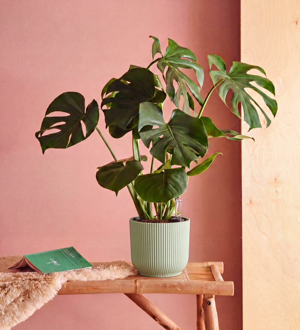 Swiss Cheese Plant & Self-watering Pot