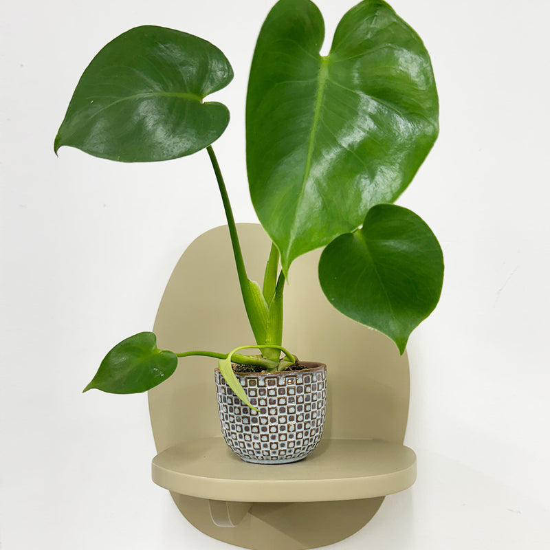 Mini Swiss Cheese Plant & Pot