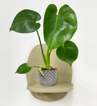 Mini Swiss Cheese Plant & Pot